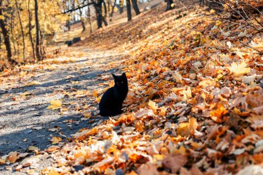 a black cat sits in an autumn park