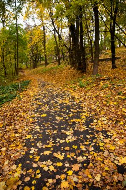 Park yolu sonbahar yapraklarıyla kaplı.