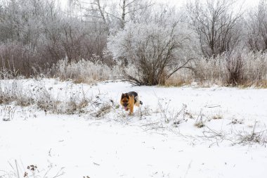 Bir Alman çoban köpeği karlı bir tarlada koşuyor.