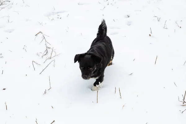 Mały Czarny Pies Biegnie Śniegu — Zdjęcie stockowe