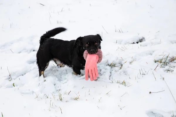 Een Kleine Zwarte Hond Houdt Een Roze Handschoen Tussen Zijn — Stockfoto