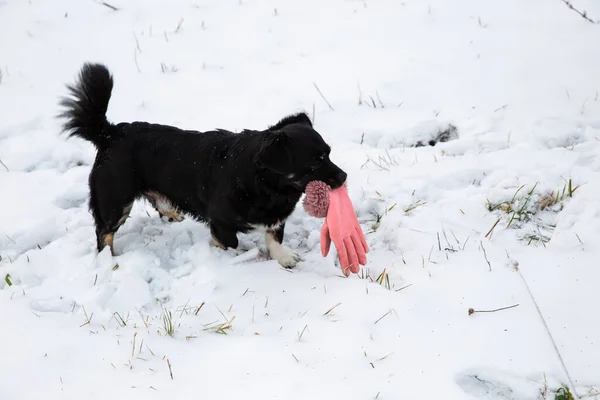 Mały Czarny Pies Trzyma Różową Rękawicę Zębach — Zdjęcie stockowe