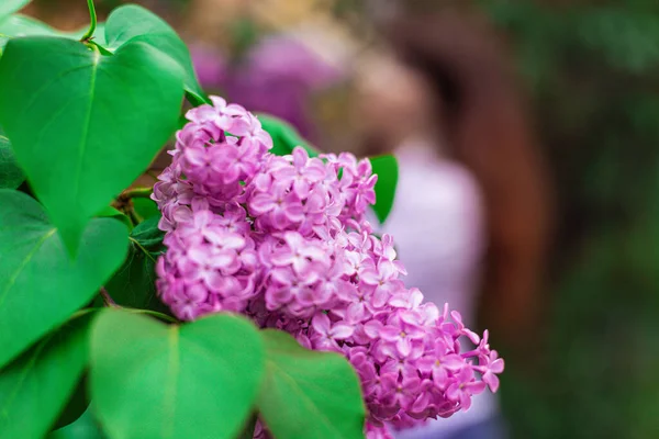purple lilac flowers on a bush in a flower bed