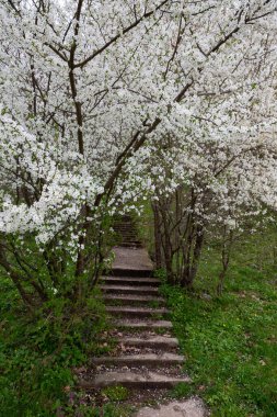 Merdivenler çiçek açan bir bahçeye çıkıyor.
