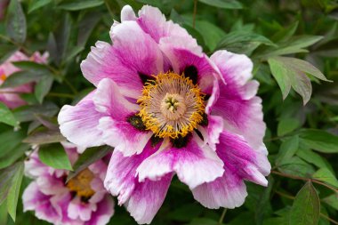 Papatya çiçekli bir fincan siyah çay.