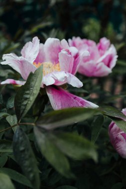 Çiçek tarhında narin pembe şakayık çiçeği