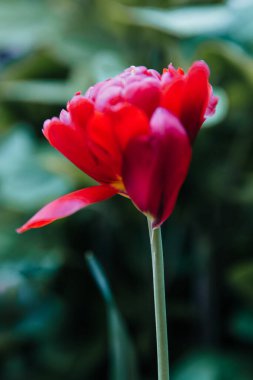 Kırılgan kırmızı güller baharda çiçek açar.