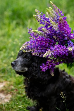 Siyah cocker spaniel lupineblack cocker spaniel tarlasında oturuyor.