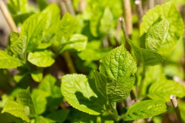Bahçedeki bir çalıdan yapraklar ve filizler