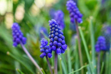 Bahçede mavi çuha çiçekleri açtı, muscari.