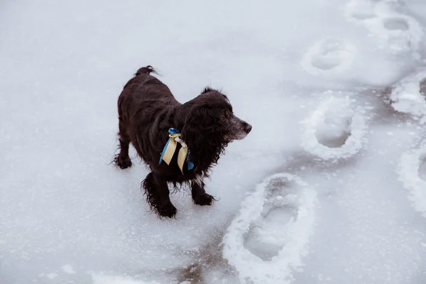 Собака Снегу Зимой Кокер Спаниель Снегу — стоковое фото