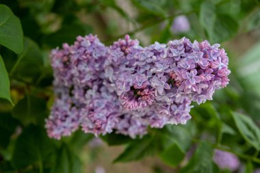 Leylak, leylak, zambak, leylak dalı, çiçek açan dal,