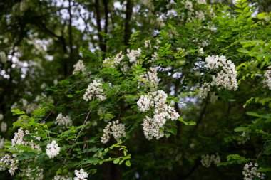 Ağaç çiçeği, akasya çiçeği, ağaç çiçek açıyor.