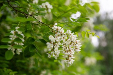 Ağaç çiçeği, akasya çiçeği, ağaç çiçek açıyor.