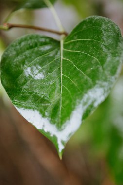 Yapraklardan damlayan yağmur damlaları.
