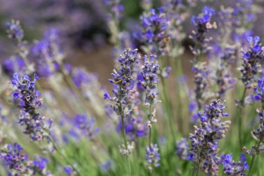 Lavanta tarlaları, lavanta çalıları, mor lavanta çiçekleri, lavanta çalıları, mor çiçekler.