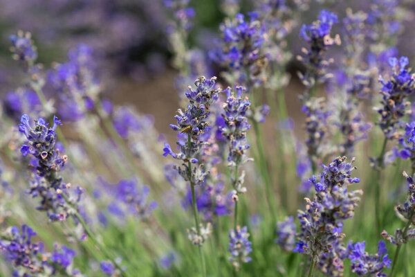площадь поля лаванды, кусты лаванды, фиолетовая цветочная зона поля лаванды, кусты лаванды, фиолетовые цветы