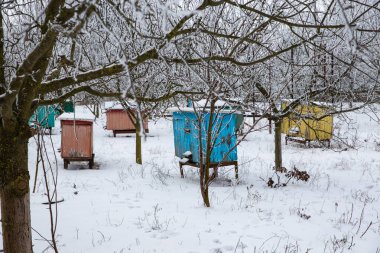 Kışın arılar, karda arı kovanları, arıların kış uykusu.