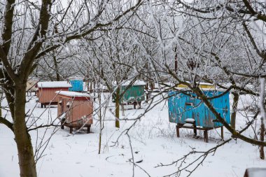 Kışın arılar, karda arı kovanları, arıların kış uykusu.