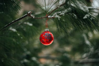 Kırmızı Noel oyuncaklarıyla Noel ağacı dalları