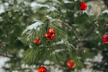 Kırmızı Noel oyuncaklarıyla Noel ağacı dalları