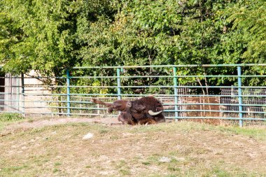 Bizon dinleniyor, büyük bizon, hayvanlar.