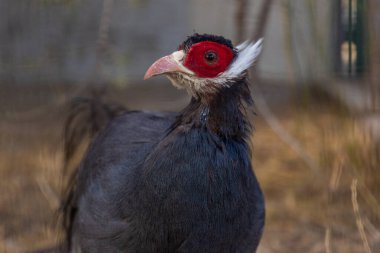 Altın sülün, çok renkli güzel bir kuş, güzel bir kuş fotoğrafı, çok renkli tüyleri olan bir kuş.
