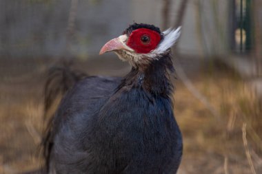 Gri kulaklı sülün, sülün fotoğrafı, güzel kuş.