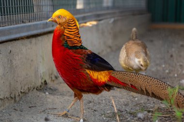 Altın sülün, çok renkli güzel bir kuş, güzel bir kuş fotoğrafı, çok renkli tüyleri olan bir kuş.