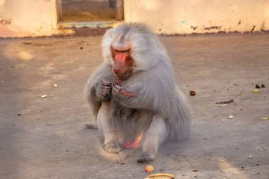 Hamadryl baboon, a beautiful photo of a baboon, a baboon is sitting in the z clipart