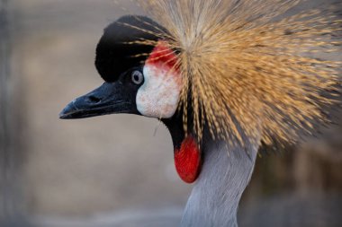 Çığlık atan vinç, güzel kuş, bir kuşun portresi, güzel bir kuş fotoğrafı, duvar kağıdı.