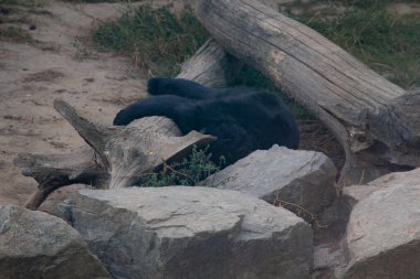 Ayı kütüğün altına tırmandı, ayı pençesi