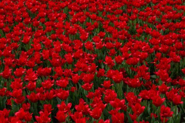 Kırmızı laleler tarlası, Bahçedeki kırmızı laleler