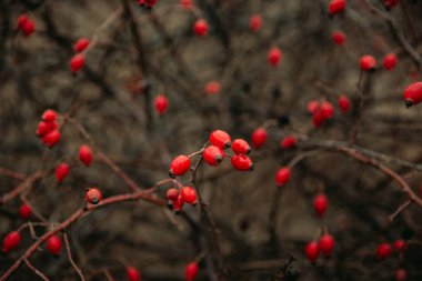 Kırmızılı böğürtlenler, kullanışlı meyveler, doğa