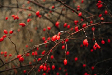 Kırmızılı böğürtlenler, kullanışlı meyveler, doğa