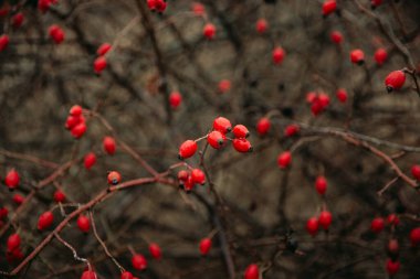 Kırmızı böğürtlenli gül ağacı, çalılıkta kırmızı böğürtlen