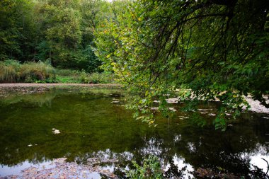 Temiz suyla güzel bir göl, görünür yosunlar, gölün üzerindeki ağaçlar, resim gibi manzaralar.