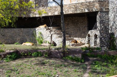 Hayvanat bahçesinde bir aslan ailesi, vahşi hayvanlar, zoolojik bahçe.