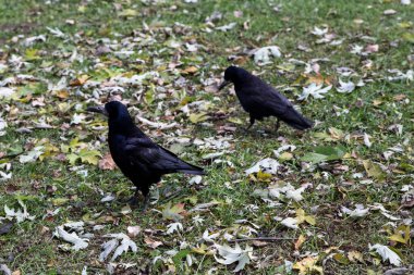 Sonbahar yaprakları arasında yeşil çimlerde yürüyen kara kargalar, doğadaki kuşlar.