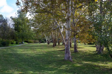 Sonbahar manzarası, ağaç ve güzel çimenler, sonbahar manzarası.