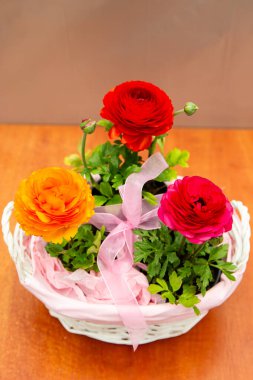 Pembe sepetteki üç güzel düğün çiçeği, güzel çiçek fotoğrafı, kırmızı düğün çiçeği çiçekleri, pembe kurdeleli bir sepetteki çiçekler.