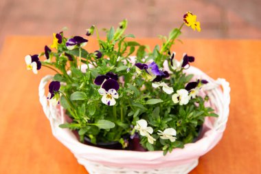 Pembe sepetteki güzel viyola çiçekleri, renkli menekşeler, bahar çiçekleri.