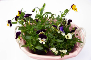 Pembe sepetteki güzel viyola çiçekleri, renkli menekşeler, bahar çiçekleri.