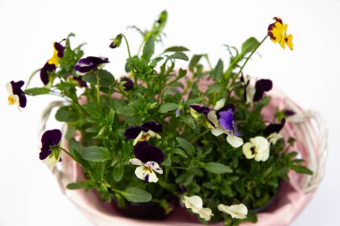 Pembe sepetteki güzel viyola çiçekleri, renkli menekşeler, bahar çiçekleri.