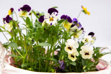 Pembe sepetteki güzel viyola çiçekleri, renkli menekşeler, bahar çiçekleri.