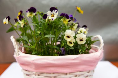 Pembe sepetteki güzel viyola çiçekleri, renkli menekşeler, bahar çiçekleri.