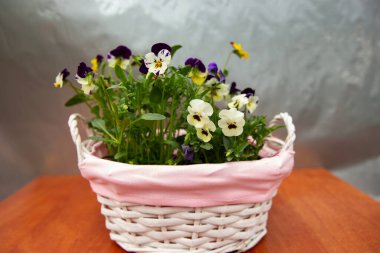 Pembe sepetteki güzel viyola çiçekleri, renkli menekşeler, bahar çiçekleri.