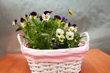 Pembe sepetteki güzel viyola çiçekleri, renkli menekşeler, bahar çiçekleri.
