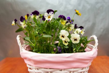 Pembe sepetteki güzel viyola çiçekleri, renkli menekşeler, bahar çiçekleri.