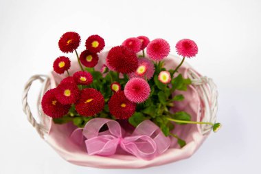 Pembe sepetteki kırmızı papatyalar, çiçekli çiçekler, bahar çiçekleri, daimi papatyalar Tasso kırmızısı.